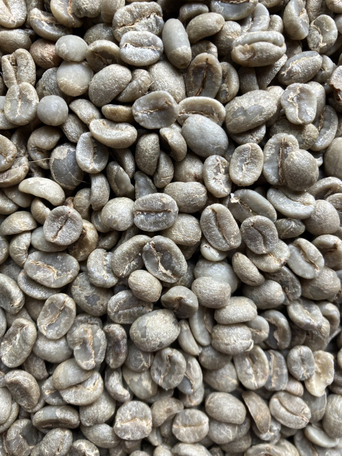 スペシャルティコーヒー生豆 オクタヴィオ ロペス カンポセコ - フィンカ エル ドゥラズノ（グアテマラ）