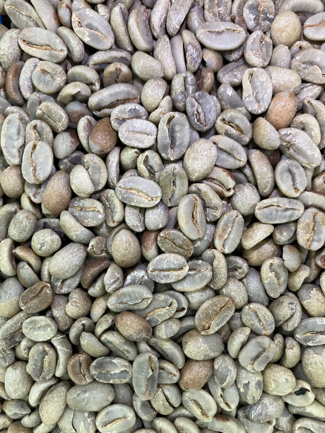 スペシャルティコーヒー生豆 ラ・マルガリータマイクロミル - フィンカ・ラ・マルガリア（コスタリカ）