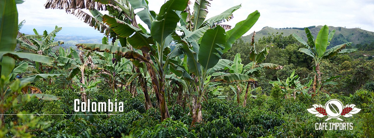 コーヒー生豆生産地風景〜コロンビアのスペシャルティコーヒー