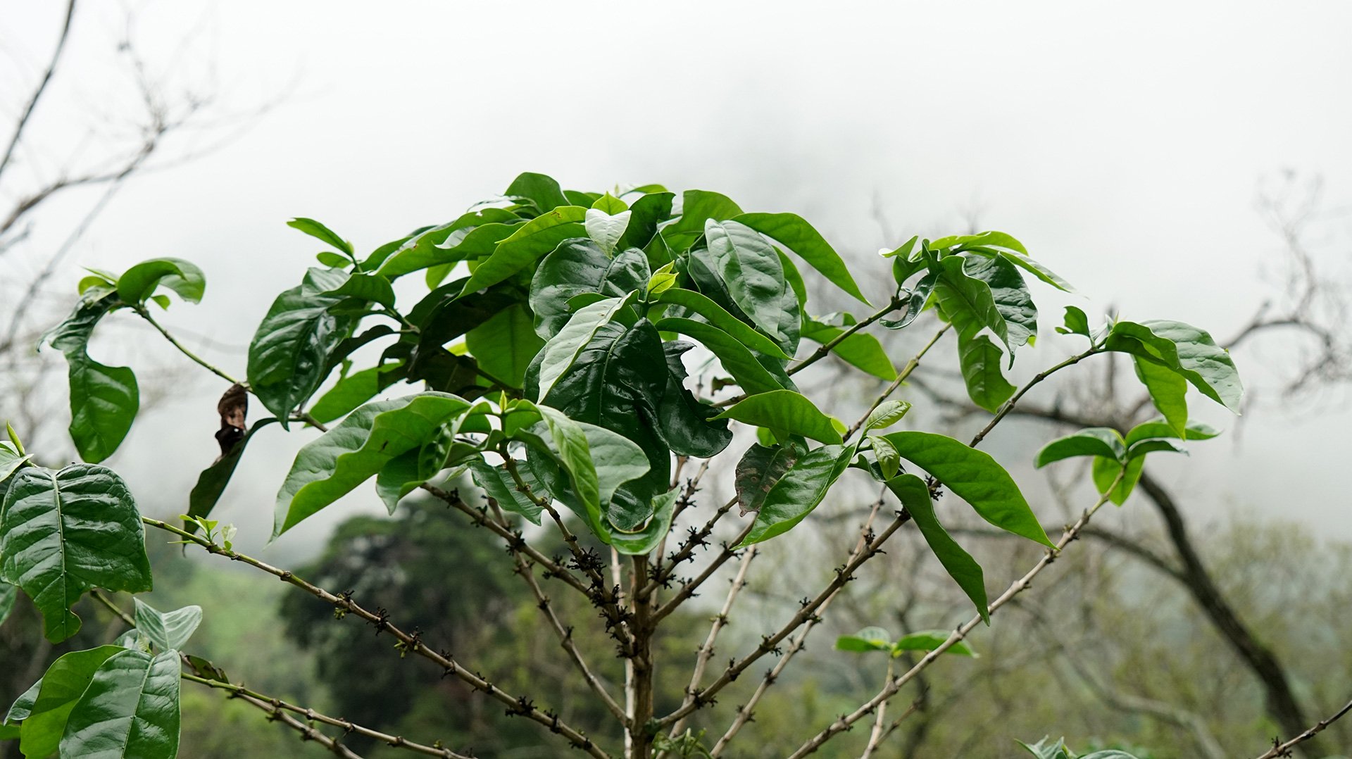 コーヒー生豆生産地風景〜エルサルバドル