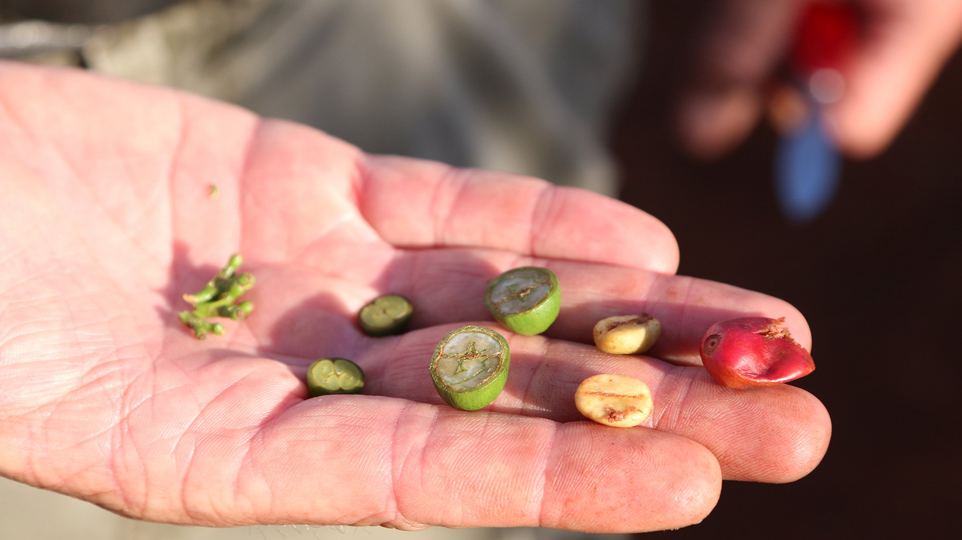 コーヒー生豆生産地風景〜ケニア
