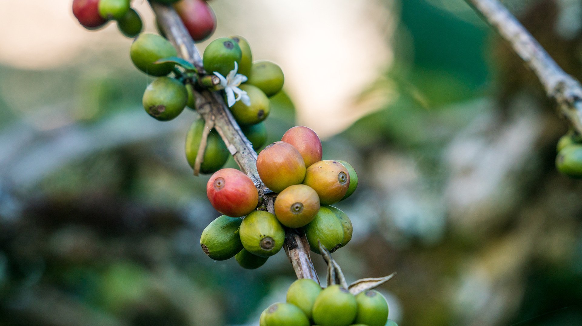 コーヒー生豆生産地風景〜インドネシア