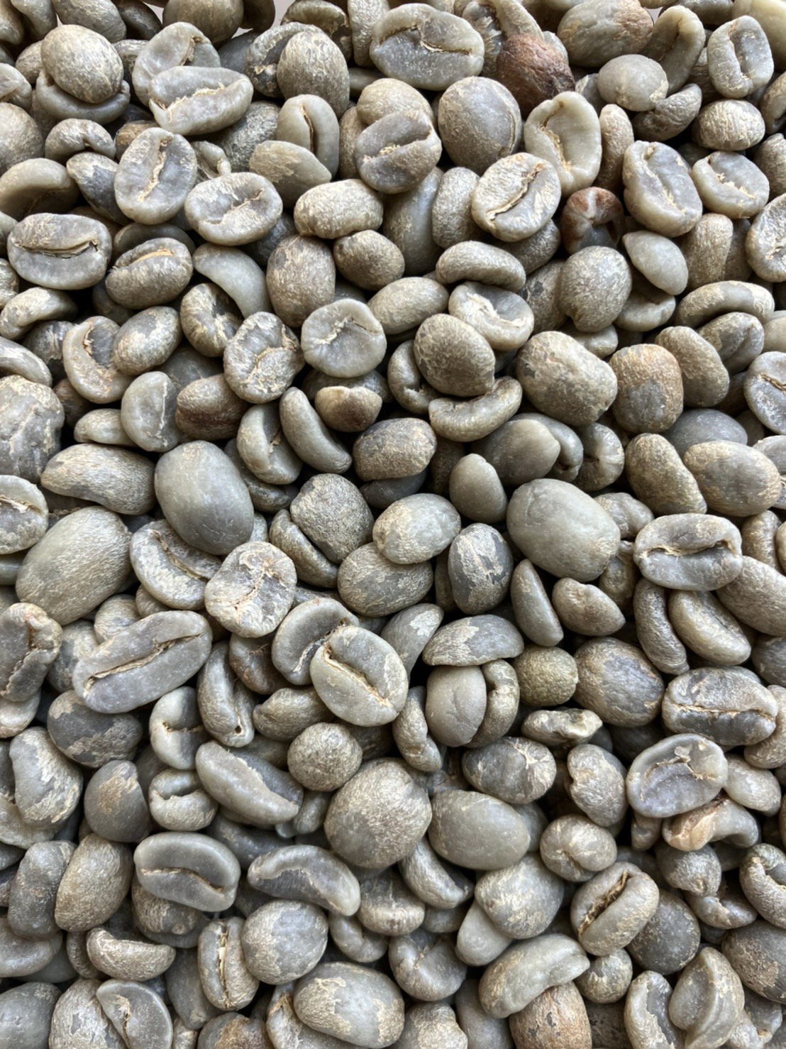 スペシャルティコーヒー生豆 オクタヴィオ ロペス カンポセコ - フィンカ エル ドゥラズノ（グアテマラ）
