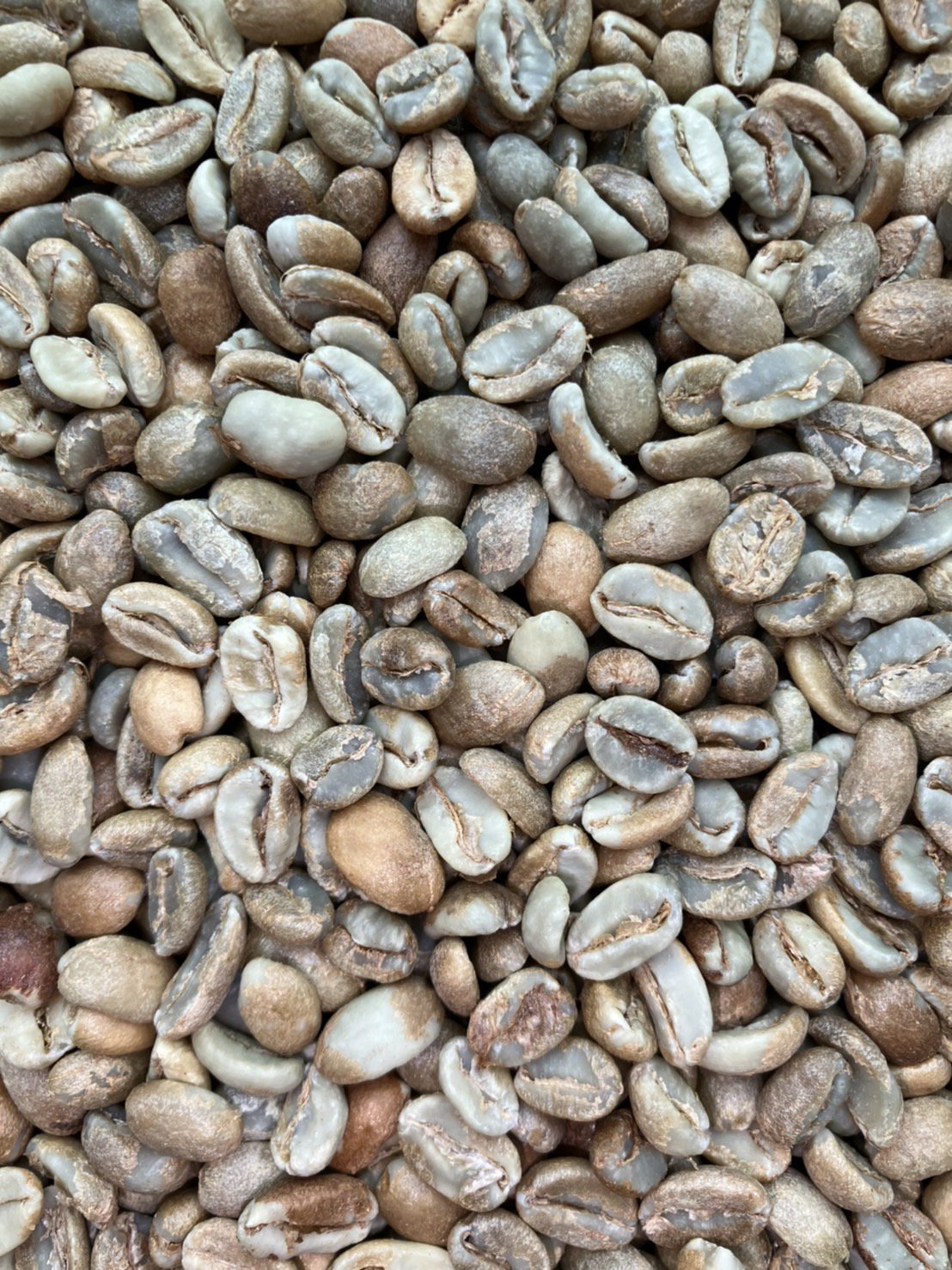 スペシャルティコーヒー生豆フィンカ エル カイマン ナチュラル (Honduras) 