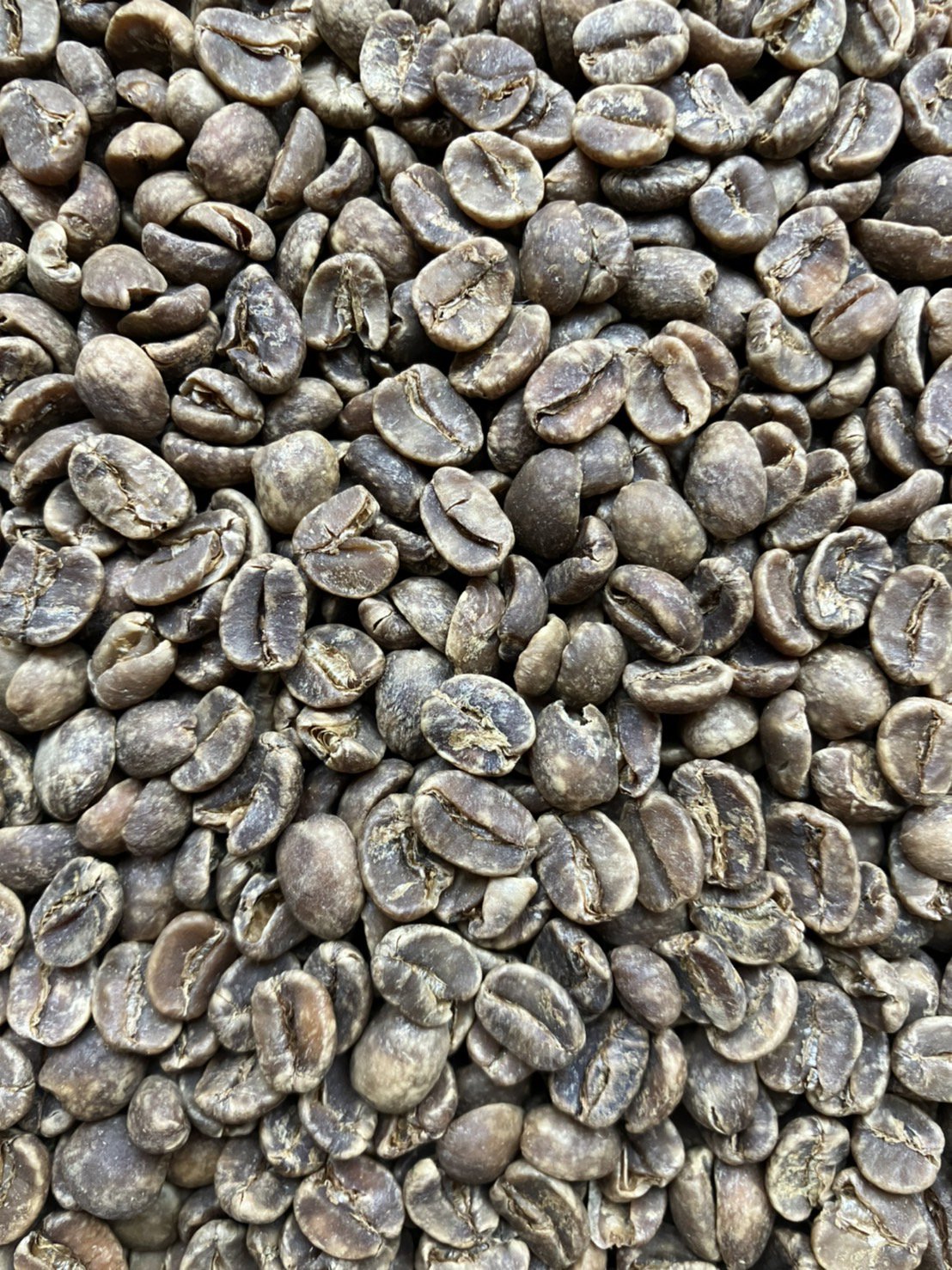 スペシャルティコーヒー生豆（Brazil）