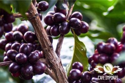 GUATEMALA - コーヒー生豆の通販 グリーンコーヒーストア GREEN