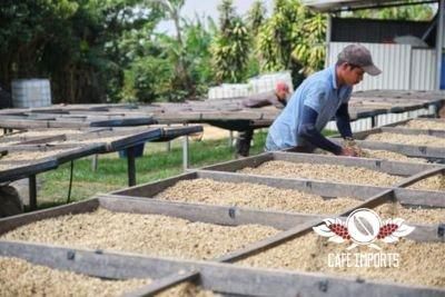 コーヒー生豆の通販 グリーンコーヒーストア GREEN COFFEE STORE コーヒー生豆の通販 グリーンコーヒーストア GREEN COFFEE STORE