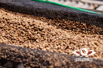 <img class='new_mark_img1' src='https://img.shop-pro.jp/img/new/icons1.gif' style='border:none;display:inline;margin:0px;padding:0px;width:auto;' />졼ɣ 󥯥 ϥˡ  (Ethiopia)