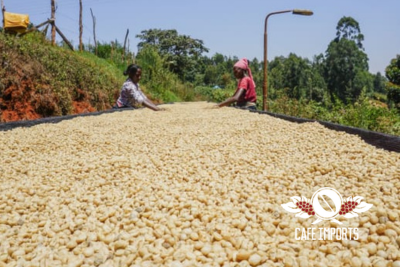 <img class='new_mark_img1' src='https://img.shop-pro.jp/img/new/icons65.gif' style='border:none;display:inline;margin:0px;padding:0px;width:auto;' />ڣkg ƥȥ - AB - ˥㥬 (Kenya)