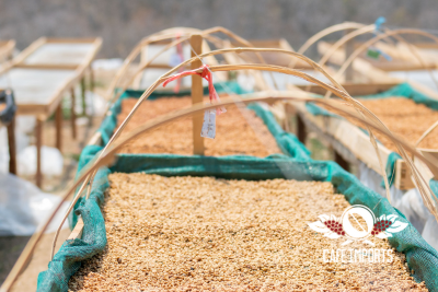 <img class='new_mark_img1' src='https://img.shop-pro.jp/img/new/icons5.gif' style='border:none;display:inline;margin:0px;padding:0px;width:auto;' />FTOޥץǥ塼ޥҡ (Peru)