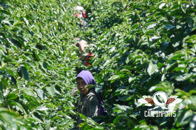 饹ϥޥߥ - ⡼ - ֥å - ʥ (Costa Rica) 