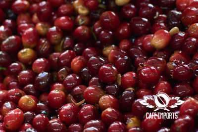 <img class='new_mark_img1' src='https://img.shop-pro.jp/img/new/icons5.gif' style='border:none;display:inline;margin:0px;padding:0px;width:auto;' />ե󥫡󡦥ѥ֥ - ɥ - åɡEcuador