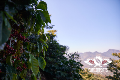 <img class='new_mark_img1' src='https://img.shop-pro.jp/img/new/icons5.gif' style='border:none;display:inline;margin:0px;padding:0px;width:auto;' />ĥ ƥʥ (Guatemala)