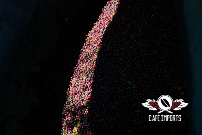 <img class='new_mark_img1' src='https://img.shop-pro.jp/img/new/icons65.gif' style='border:none;display:inline;margin:0px;padding:0px;width:auto;' />磻 ƥʥ (Guatemala)