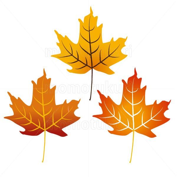 99円から390円素材sozai 紅葉 カエデ 葉っぱ 3枚セット 2 99円から390円素材sozai 紅葉 カエデ 葉っぱ 3枚セット 2