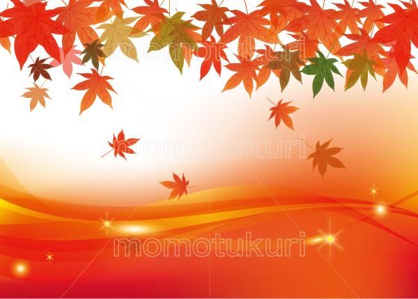 楽天市場】苗 もみじ 待宵【もみじ】 【もみじ苗木】【紅葉