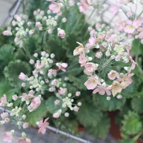 Hug Home Garden プリムラ マラコイデス ウィンティー Hug Home Garden プリムラ マラコイデス ウィンティー