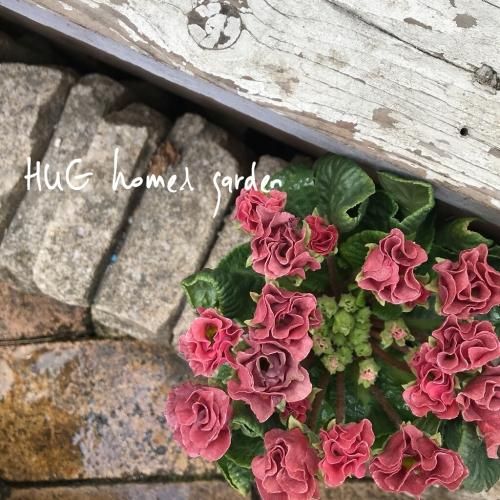 Hug Home Garden プリムラ ジュリアン ララシャンテ Hug Home Garden プリムラ ジュリアン ララシャンテ