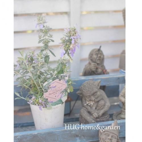 Hug Home Garden ツリージャーマンダー Hug Home Garden ツリージャーマンダー