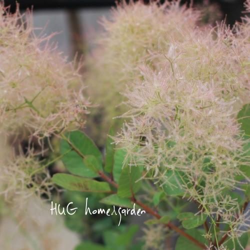 花が特徴 スモークツリー ピンクパール 花が特徴 スモークツリー ピンクパール