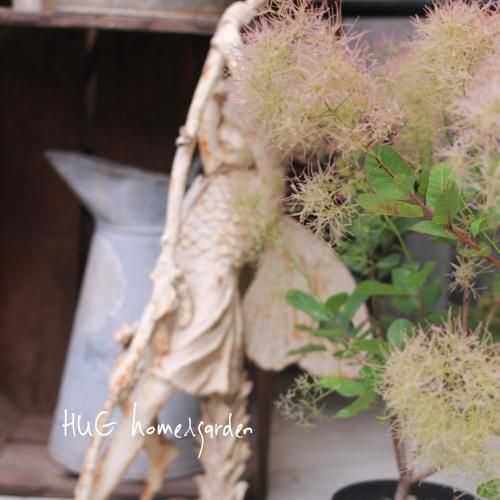 花が特徴 スモークツリー ピンクパール 花が特徴 スモークツリー ピンクパール