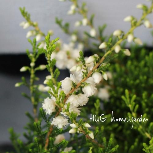 Hug Home Garden 八重咲きエリカ カルーナ ブルガリス ホワイト Hug Home Garden 八重咲きエリカ カルーナ ブルガリス ホワイト