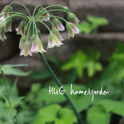 Hug Home Garden アリウム シクラム の球根 Hug Home Garden アリウム シクラム の球根