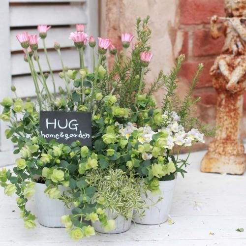 Hug Home Garden オリジナルgarden寄せ植えセット Hug Home Garden オリジナルgarden寄せ植えセット
