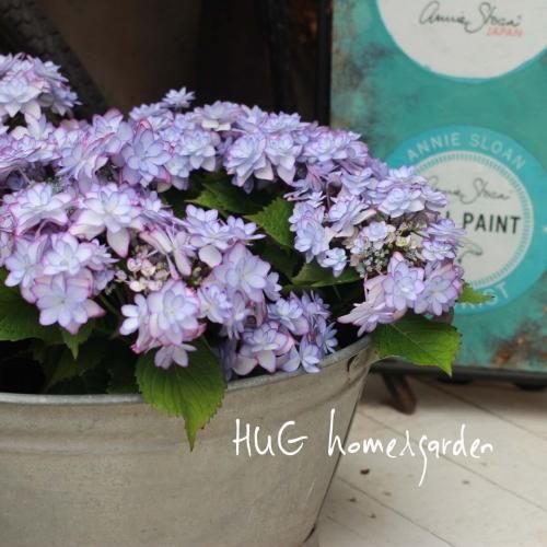 Hug Home Garden 紫陽花ーアジサイー ひなまつりブルー Hug Home Garden 紫陽花ーアジサイー ひなまつりブルー