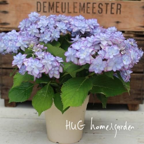 Hug Home Garden 紫陽花ーアジサイー ひなまつりブルー Hug Home Garden 紫陽花ーアジサイー ひなまつりブルー