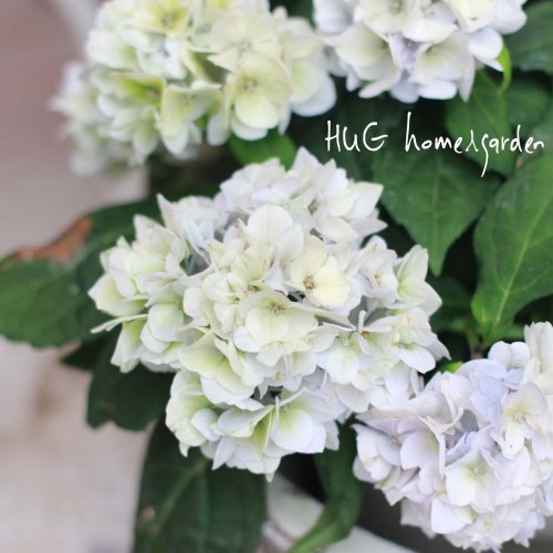 Hug Home Garden 八重咲き山紫陽花 伊予獅子手まり ブルー