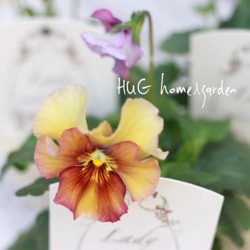 HUG home&garden | 『ビオラ レディ』