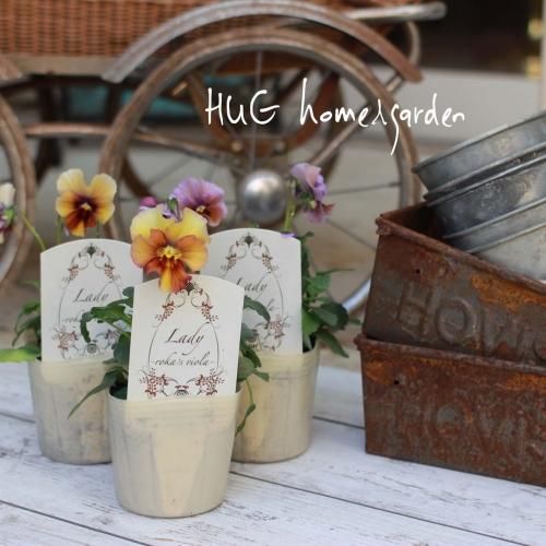 HUG home&garden | 『ビオラ レディ』