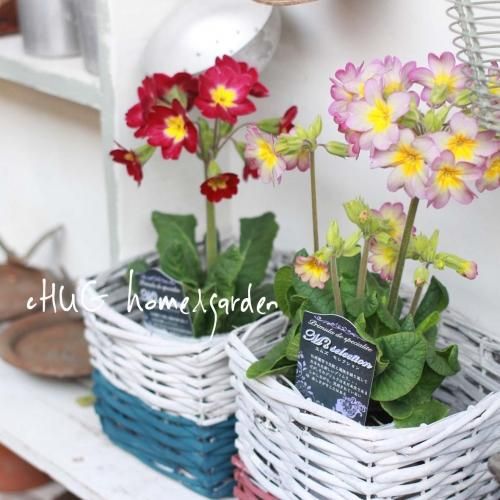 Hug Home Garden プリムラ エムズセレクション Hug Home Garden プリムラ エムズセレクション