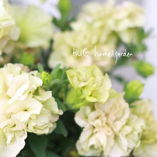 Hug Home Garden ペチュニア バニララテ Hug Home Garden ペチュニア バニララテ
