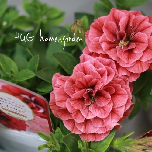 Hug Home Garden ペチュニア ホイップマカロン ビターロッソ Hug Home Garden ペチュニア ホイップマカロン ビターロッソ
