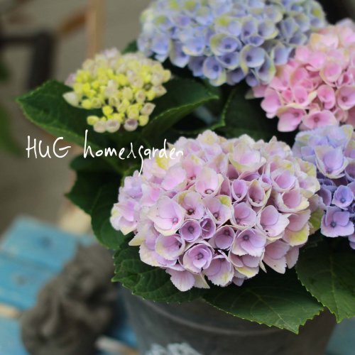Hug Home Garden 紫陽花 マジックレボリューション