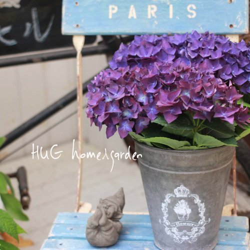 Hug Home Garden 紫陽花 ディープパープル