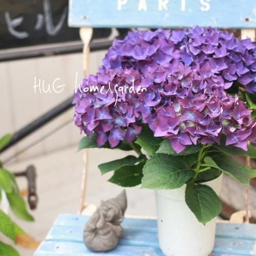 Hug Home Garden 紫陽花 ディープパープル Hug Home Garden 紫陽花 ディープパープル