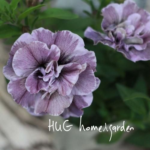 Hug Home Garden ペチュニア ジュリエット モダンピンク