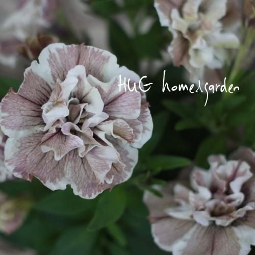 Hug Home Garden ペチュニア ジュリエット モダンホワイト