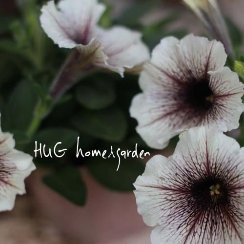 Hug Home Garden ペチュニア カプチーノ