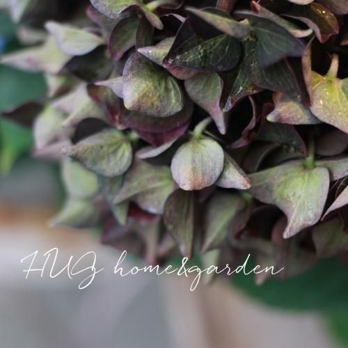 Hug Home Garden 紫陽花 ディープパープル Hug Home Garden 紫陽花 ディープパープル