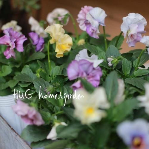 Hug Home Garden フリル咲きパンジー シエルブリエ