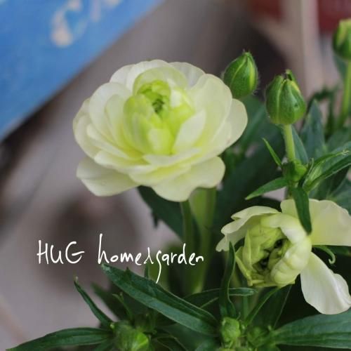 Hug Home Garden ラナンキュラス ラックス ニノス