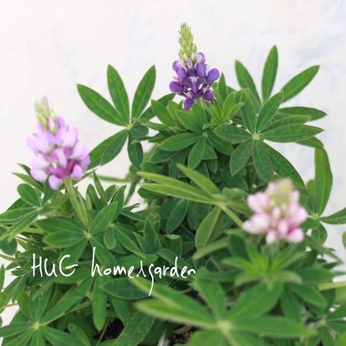 Hug Home Garden アネモネ3苗set ホワイト ブルー チョコレート Hug Home Garden アネモネ3苗set ホワイト ブルー チョコレート