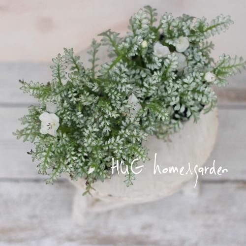 HUG home&garden | シルバーリーフのネモフィラ