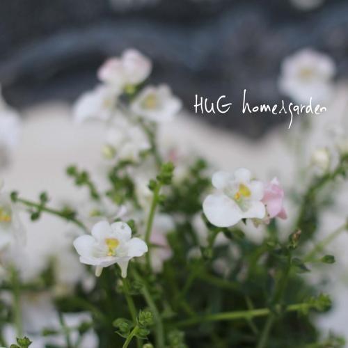 Hug Home Garden ディアスシア ジェンタ クラシックホワイト Hug Home Garden ディアスシア ジェンタ クラシックホワイト