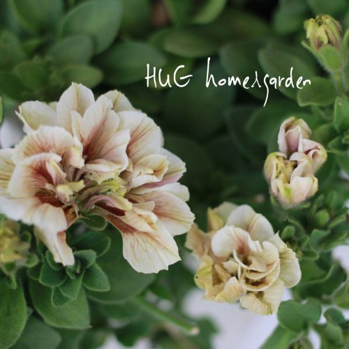 Hug Home Garden ペチュニア ホイップマカロン ショコラブラン