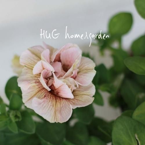 Hug Home Garden ペチュニア ホイップマカロン モカモンブラン Hug Home Garden ペチュニア ホイップマカロン モカモンブラン